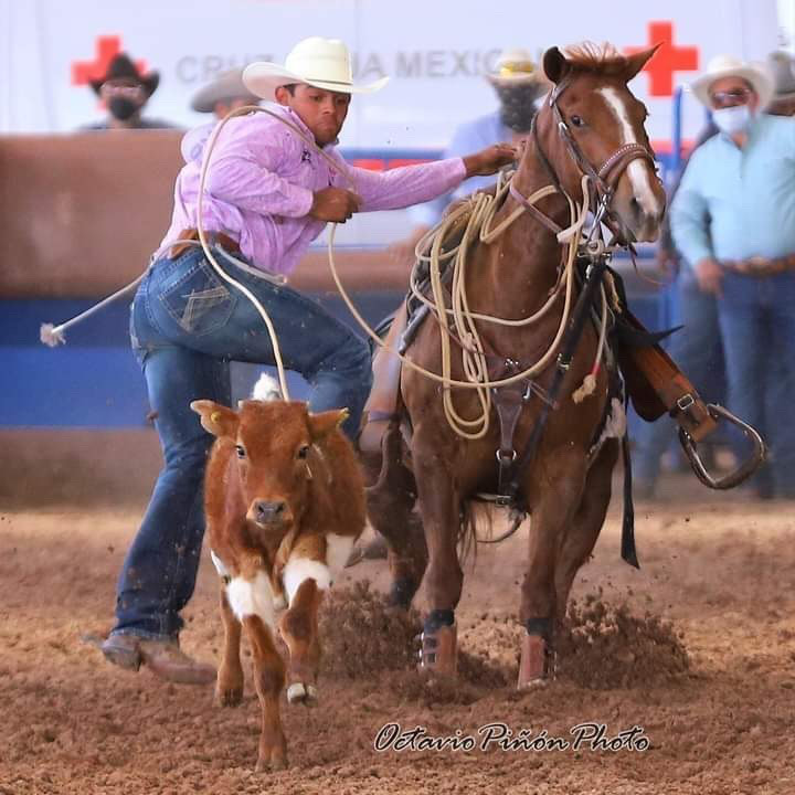 Senior Camilo Rios Robles ropes the calf at NHSRA Mexico State Finals Rodeo. Robles competed in team calf roping along with individual calf roping.
