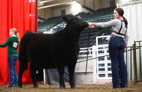 Loganne Barta competing at state with her cattle. Barta has gone to state multiple times.