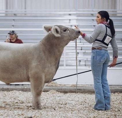 Junior Loganne Barta shows a steer at Hutchinson, Kan., in the prospect steer category. Loganne, along with her show team, won both Champion Market Animal and Champion Breeding Heifer at Mid American.