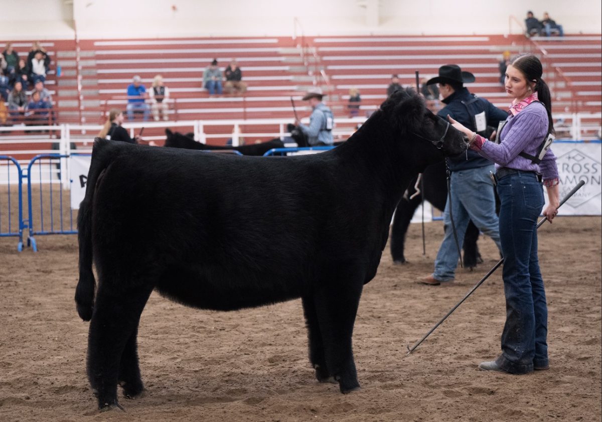 Senior Loganne Barta shows her Angus cattle at the AGR Winter Preview Show. The Angus breed is the biggest breed association in the United States.