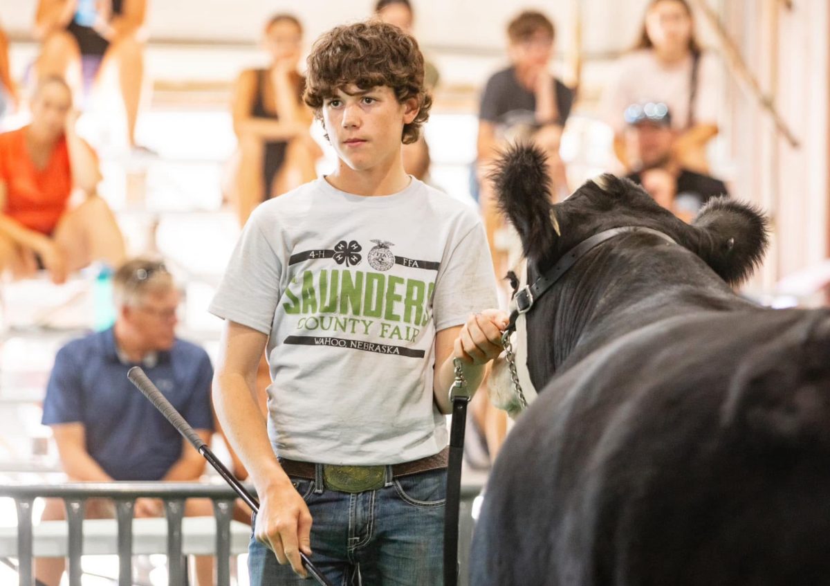 During the Saunders County Fair, sophomore Tucker Barta shows his steer, Bandit, to the judge. Barta got to show his steer at three different shows last year.