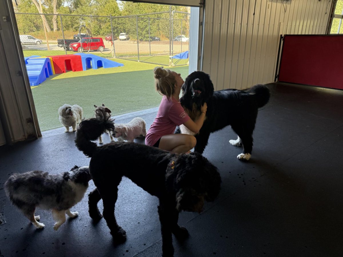 Senior Atlanta Jacobsen interacts with multiple dogs in the play area. Jacobsen works 12-15 hours a week at Cottonwood.